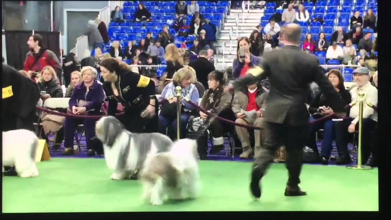 Zak at Westminster - Polish Lowland Sheepdog