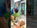 Splitting a large log neatly using an electric chainsaw #shorts
