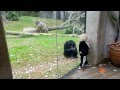 Chimp dancing with 2 year old and dad