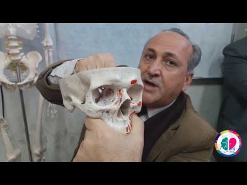 عظام الجمجمة - الجلسة الأولى - الدكتور أحمد كرمي