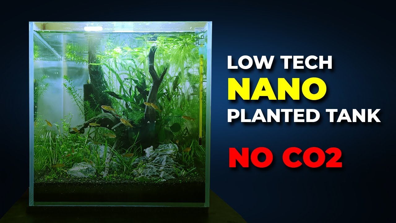 Nano Planted Tank stepbystep tutorial for your first Planted