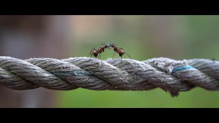 Kalimantan - Borneo - Indonesia Travel Video