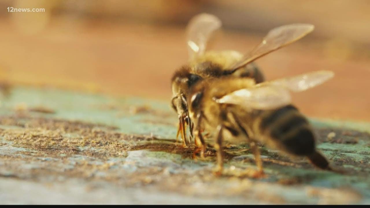 Phoenix beekeeper gives advice to others about keeping bees in your backyard YouTube