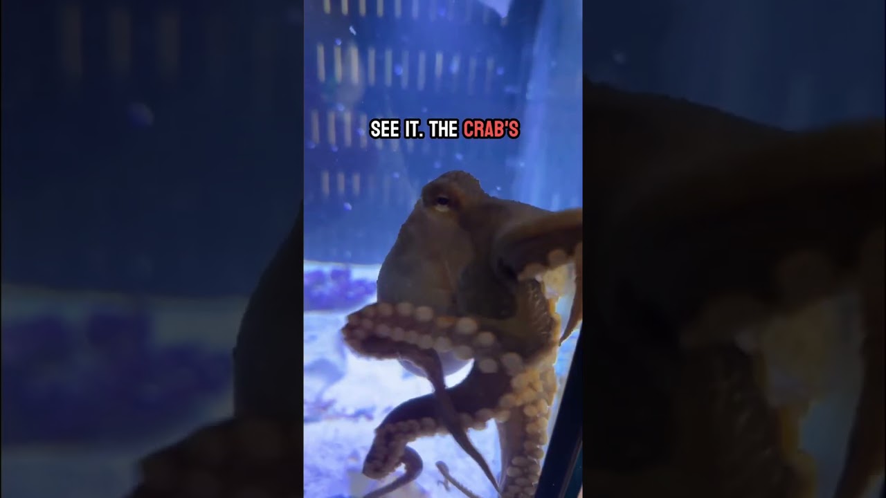 Octopus eats crab