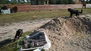 pies Roki ver. 11-2009