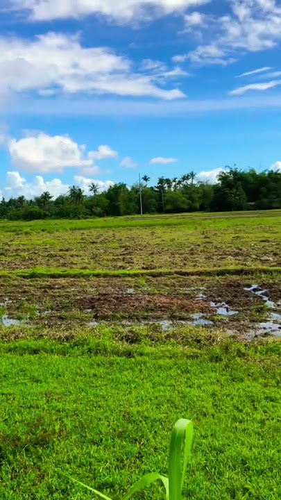 #preparation #the #ricefield
