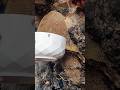 عسل الجبال خلية عسل بوطويق موسم خير