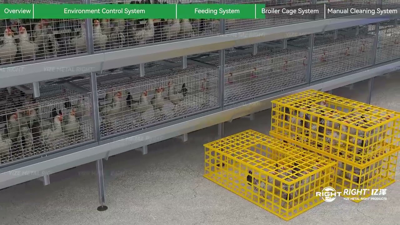 RIGHT® Poultry House丨Harvest Broiler Cage