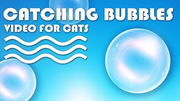 CAT GAMES - Catching Bubbles! VIDEO FOR CATS TO WATCH | CAT TV.