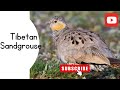 The Most Unique Bird in the World