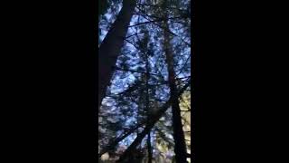 Brand new 2020 Bigfoot tree structures.  Sasquatch evidence!