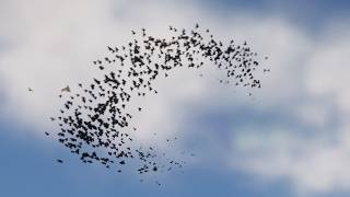 Niagara Bird Flock UE5 Unreal Engine Effects VFX