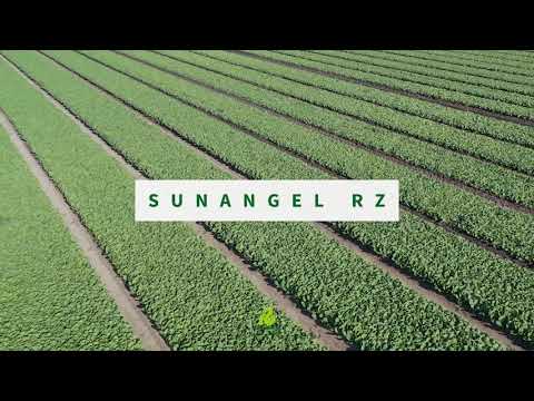 Video: Spinazie, Suring En Seewierslaai