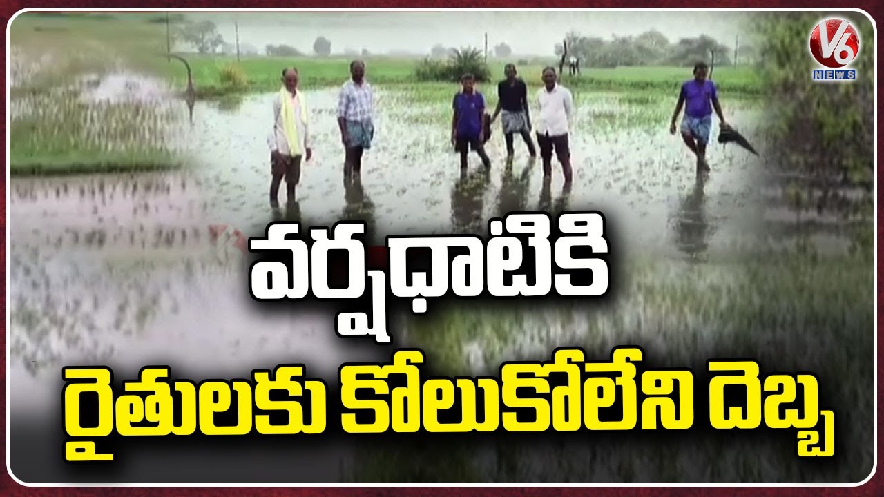 Farmers Suffer With Crop Loss Over Heavy Rains | Warangal | V6 News ...