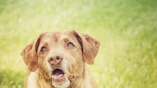 Living with a Chesapeake Bay Retriever in Your Apartment
