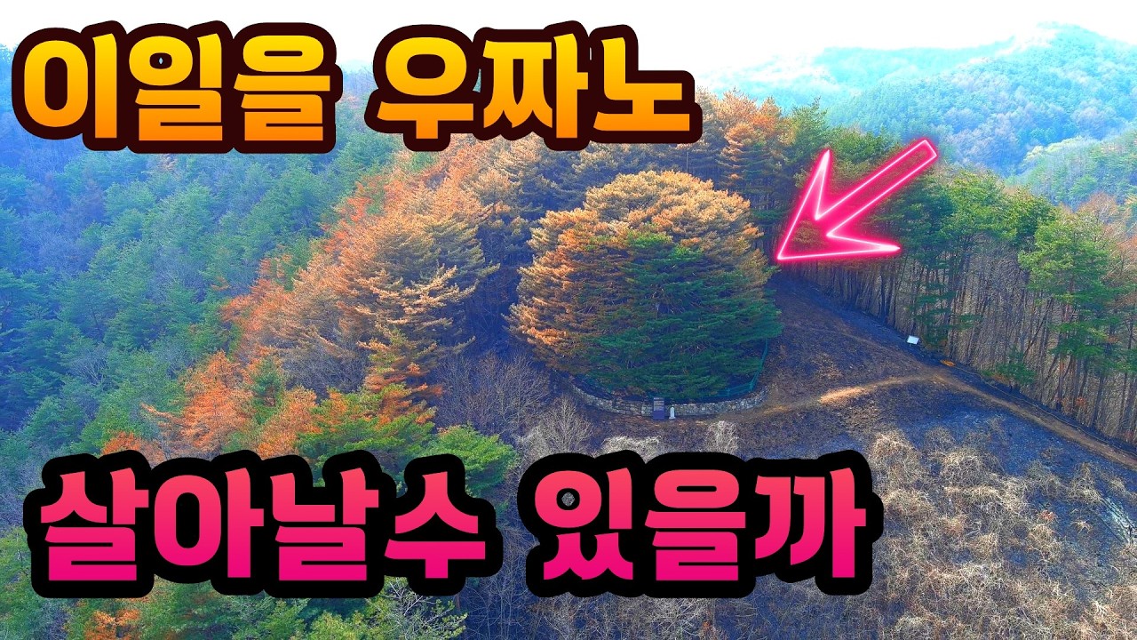 제발 나좀 살려주세요! 만갈래로 뻗은  천연기념물 소나무 만지송도 괴물산불에 생사를 알수없는 안타까운상황 #오지다큐 오지자동차여행 오지암자 오지산골마을