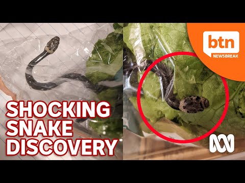 How A Dangerous Snake Was Found Alive In A Bag Of Lettuce
