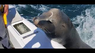 Sea Lion snacking in Cabo on a fishing trip.