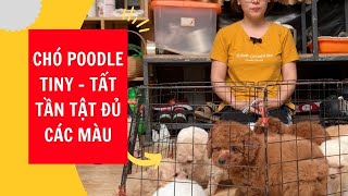 Chó Poodle Tiny | Đủ Các Màu Rất Nhiều Sự Lựa Chọn | Phương Lê