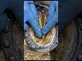 This horse's hooves were so dry 🐴#HoofOil #HoofConditioning #HorseCare#CrackedHoof #equinehealth