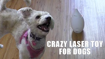 CRAZY LASER TOY FOR DOGS (FUN)