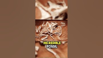 Epic Dinosaur Battle Frozen in Time: Protoceratops vs Velociraptor#dinosaur #ancientcreatures#fossil