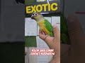 Yellow sided conure hand tamed available at wajid extoic pets