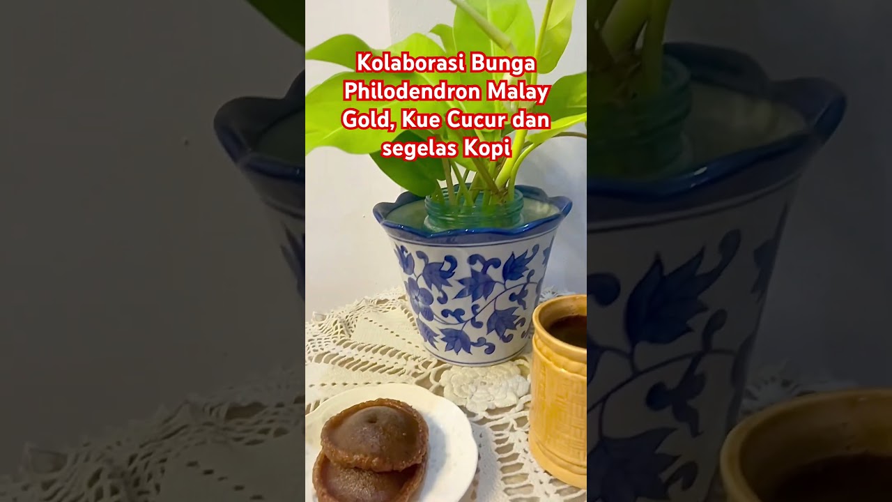 Bunga Philodendron Malay Gold di atas meja menjadi Tanaman hias 