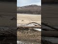 Bald eagle on the Des Moines River.