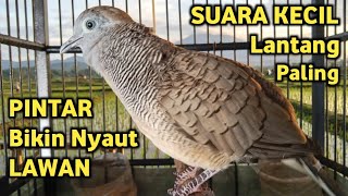Perkutut Lokal Gacor Suara Super Kristal - Pancingan Malas Bunyi  (99%AMPUH BANGET)