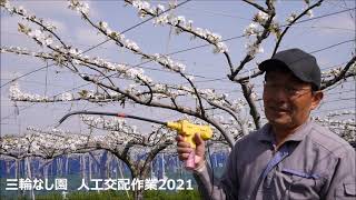 三輪なし園　空気で花粉を飛ばす小型交配機で機動的に人工交配作業　2021