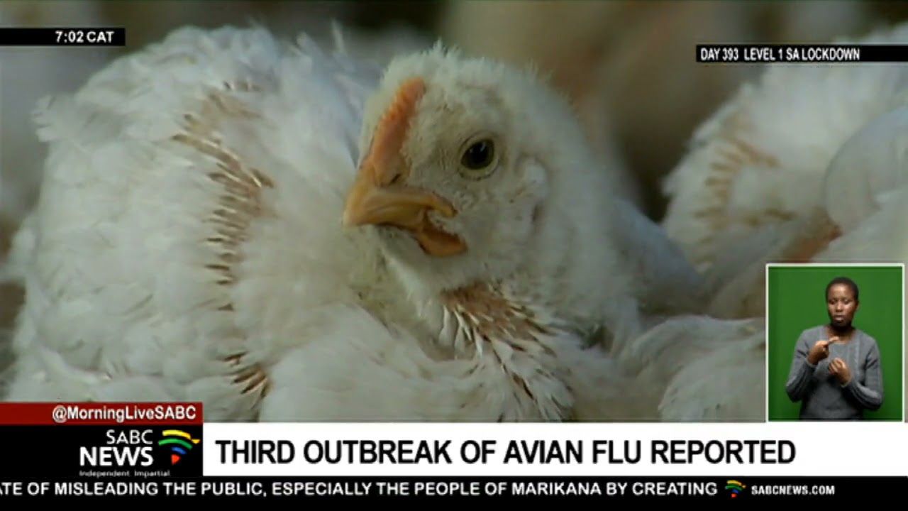 Third farm reports outbreak of avian flu YouTube