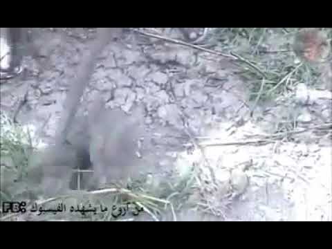 Ikan Dupress Paru Youtube