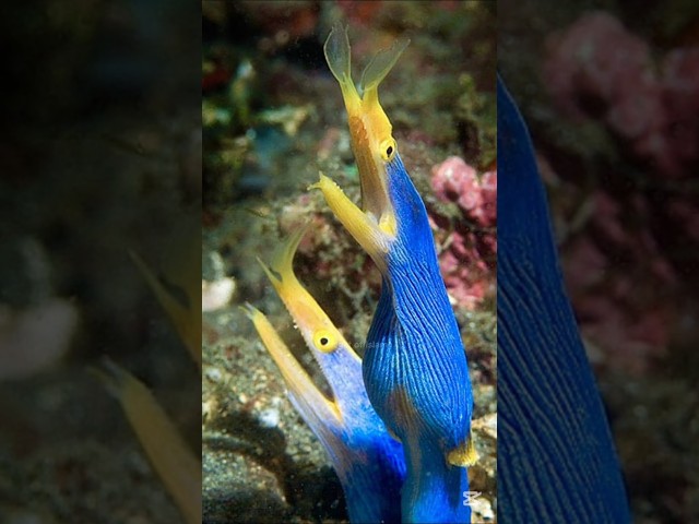 This fish can change its gender #shorts