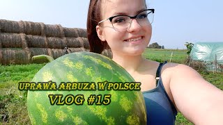 Uprawa arbuza w POLSCE??!! Czy to możliwe? DZIEWCZYNA Z AGRO Vlog#15