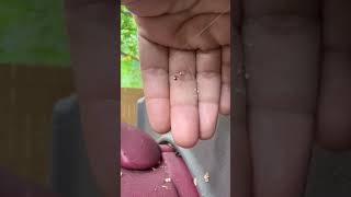Bugs hunt #kidsactivities #montessori #homeschool #toddleractivities #activity #happykids #toddlers