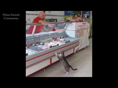 Кошка и добрый продавец. Турция.