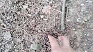 Day 294 year 5 (1755) - Pinecones