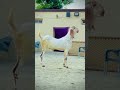 ماشااللہ بہت پیارا شوق ❤️#animals #yputube #viralvideo #typebeat #beautiful #youtubeshorts #animals