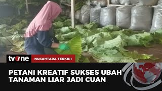 Tembakau Alternatif Berbahan Daun Talas Beneng | Nusantara Terkini tvOne