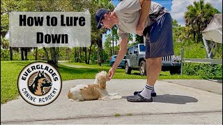 How to Lure Down | Cocker Spaniel | Simple Dog Training | Naples FL