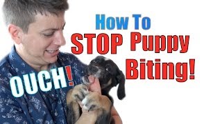 how do you stop puppy biting