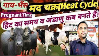 गाय व भैंस का मद चक्र(हिट का समय) व अंडाणु कब बनते हैं? Cow/Buffalo heat Cycle and Ovulation time