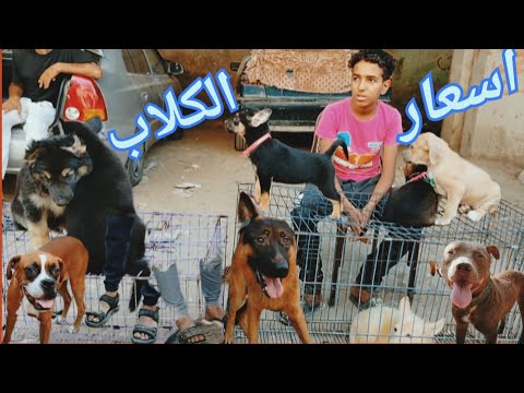 سوق الكلاب بسوق السيده عائشه يوم الجمعه باسعار الكلاب مفاجاه اسعار باسعار الكلاب