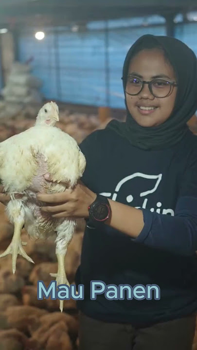 Mengintip Kehidupan Ayam Broiler Sebelum Panen di Peternakan Modern