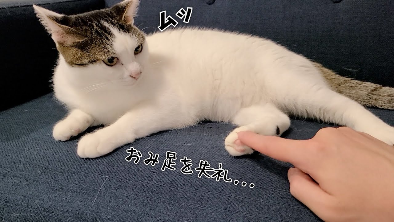 猫もくすぐったい？猫の足裏を擽るとどうなるか試してみた…w - YouTube