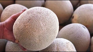 Indiana Melons Linked to Salmonella Outbreak