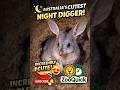 Bilby: Australia’s Cutest Night Digger! 🐰🌙