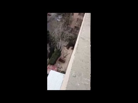 Cat falls from three-story building - Why did he leap? || ViralHog
