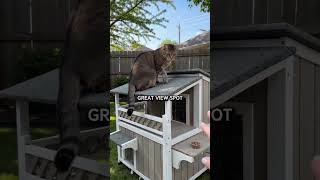 Watch My Cat Explore This Amazing Wooden Cat House #cat #petshub #pets #kitten #funnycats #home